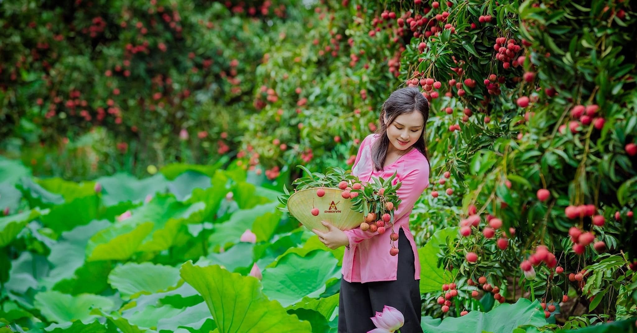 Thanh Ha Lychee Orchards